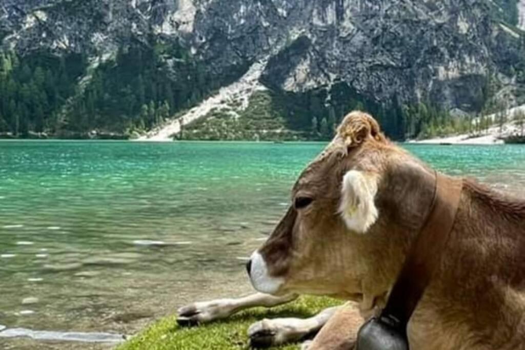 Relax Al Lago Di Braies ブラーイエス エクステリア 写真